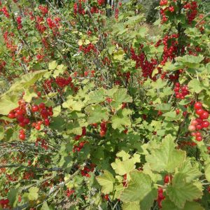 Rote Garten-Johannisbeere (Ribes rubrum) mit reifen Früchten, (c) Michael Kunde/NABU-naturgucker.de Rote Garten-Johannisbeere (Ribes rubrum) mit reifen Früchten, (c) Michael Kunde/NABU-naturgucker.de
