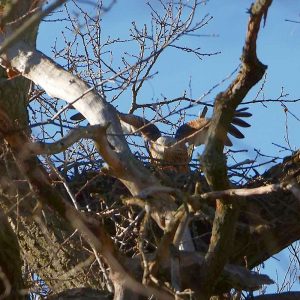 Rotmilan auf seinem Nest, (c) Carsten Otte/NABU-naturgucker.de