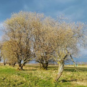 Blühende Sal-Weiden (Salix caprea), (c) Elke Sinaga/NABU-naturgucker.de Blühende Sal-Weiden (Salix caprea), (c) Elke Sinaga/NABU-naturgucker.de