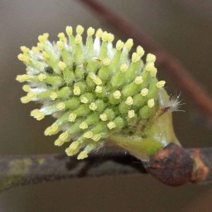 Weiblicher Blütenstand (Kätzchen) der Sal-Weide (Salix caprea), (c) Gaby Schulemann-Maier/NABU-naturgucker.de Weiblicher Blütenstand (Kätzchen) der Sal-Weide (Salix caprea), (c) Gaby Schulemann-Maier/NABU-naturgucker.de
