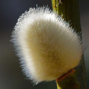 Knospender Blütenstand (Kätzchen) der Sal-Weide (Salix caprea), (c) Hans Schwarting/NABU-naturgucker.de Knospender Blütenstand (Kätzchen) der Sal-Weide (Salix caprea), (c) Hans Schwarting/NABU-naturgucker.de