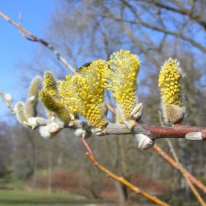 Männlicher Blütenstand (Kätzchen) der Sal-Weide (Salix caprea), (c) Ingo Bierschwale/NABU-naturgucker.de Männlicher Blütenstand (Kätzchen) der Sal-Weide (Salix caprea), (c) Ingo Bierschwale/NABU-naturgucker.de