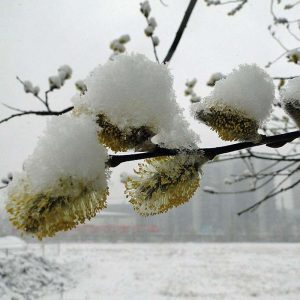 Blühende Sal-Weide im Schnee (Salix caprea), (c) Julia Wittmann/NABU-naturgucker.de Blühende Sal-Weide im Schnee (Salix caprea), (c) Julia Wittmann/NABU-naturgucker.de