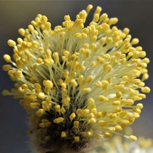 Staubfäden und -beutel eines männlichen Blütenstandes (Kätzchen) der Sal-Weide (Salix caprea), (c) Reinhard Naumann/NABU-naturgucker.de Staubfäden und -beutel eines männlichen Blütenstandes (Kätzchen) der Sal-Weide (Salix caprea), (c) Reinhard Naumann/NABU-naturgucker.de