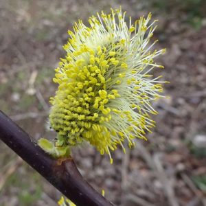 Männlicher Blütenstand (Kätzchen) der Sal-Weide (Salix caprea), (c) Sabine Kehling/NABU-naturgucker.de Männlicher Blütenstand (Kätzchen) der Sal-Weide (Salix caprea), (c) Sabine Kehling/NABU-naturgucker.de