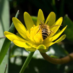 Scharbockskraut-Blüte mit Biene, (c) Marion Metzer/NABU-naturgucker.de