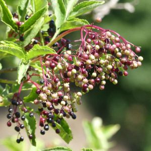 Schwarzer Holunder (Sambucus nigra) mit reifenden Früchten, (c) Gudrun Treiber/NABU-naturgucker.de