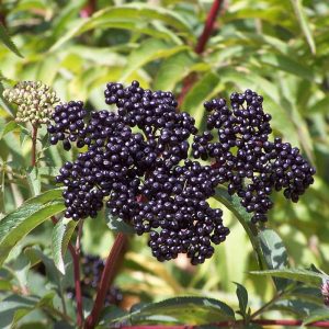 Schwarzer Holunder (Sambucus nigra) mit reifen Früchten, (c) Jürgen Wolfgang Berg/NABU-naturgucker.de