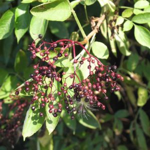 Schwarzer Holunder (Sambucus nigra) mit reifenden Früchten, (c) Natali Raduschewski/NABU-naturgucker.de