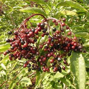 Schwarzer Holunder (Sambucus nigra) mit reifenden Früchten, (c) Rolf Theodor Borlinghaus/NABU-naturgucker.de