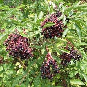 Schwarzer Holunder (Sambucus nigra) mit reifenden Früchten, (c) Stefan Munzinger/NABU-naturgucker.de