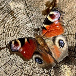 Tagpfauenauge, (c) Amina Pockrandt/NABU-naturgucker.de