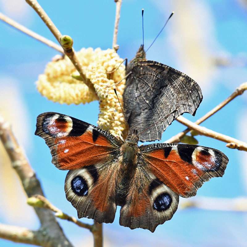 Zwei Tagpfauenaugen, (c) Karin Meier/NABU-naturgucker.de