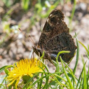 Flügelunterseiten eines Tagpfauenauges, (c) Karin Tramposch/NABU-naturgucker.de
