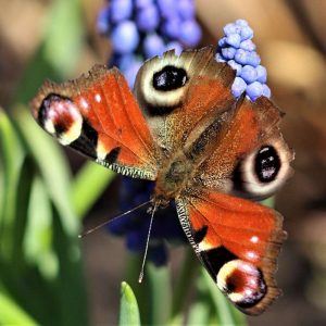 Tagpfauenauge, (c) Reinhard Naumann/NABU-naturgucker.de
