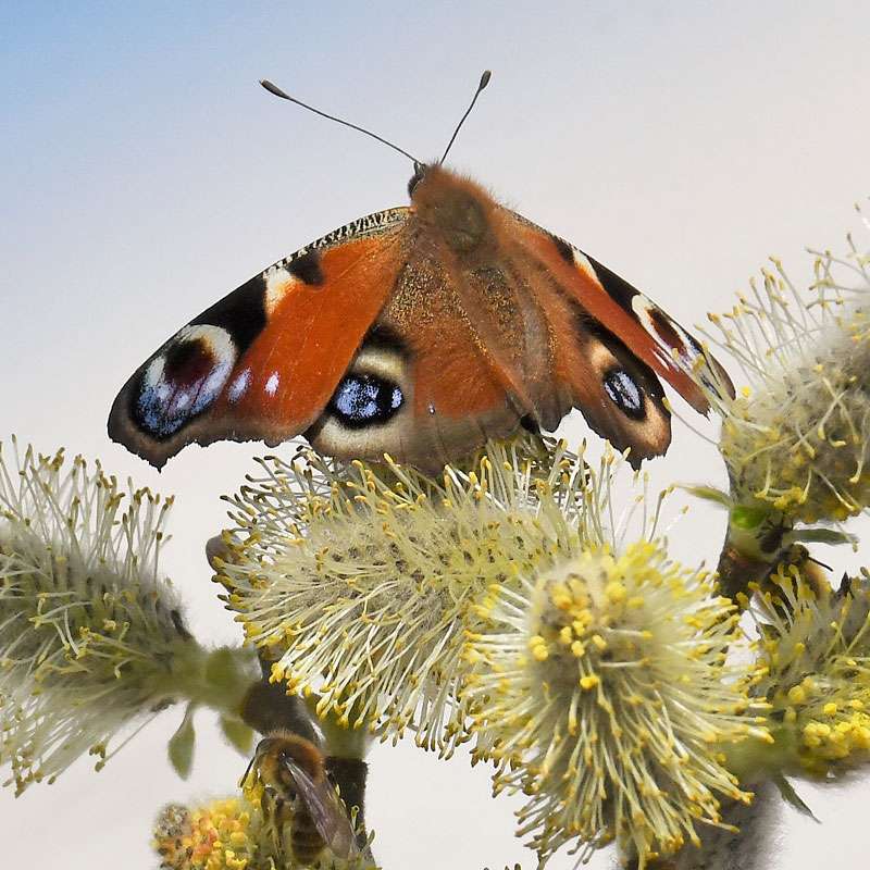 Tagpfauenauge auf Weidenblüte, (c) Rolf Jantz/NABU-naturgucker.de