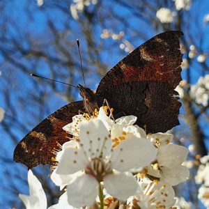 Tagpfauenauge von unten betrachtet, (c) Verena Schnarr/NABU-naturgucker.de