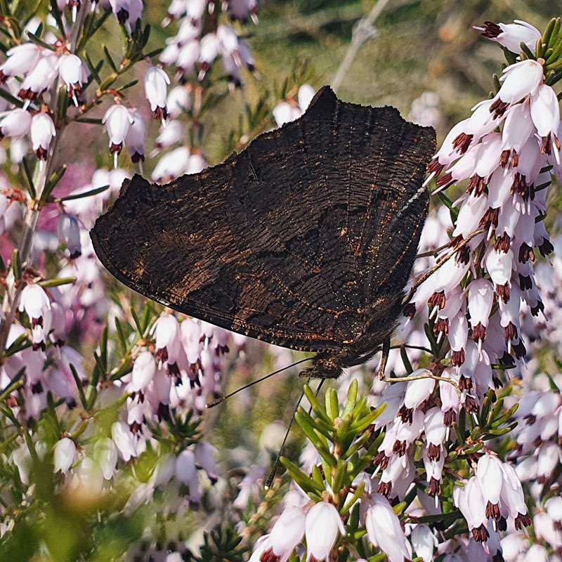 Flügelunterseiten eines Tagpfauenauges, (c) Verena Schnarr/NABU-naturgucker.de