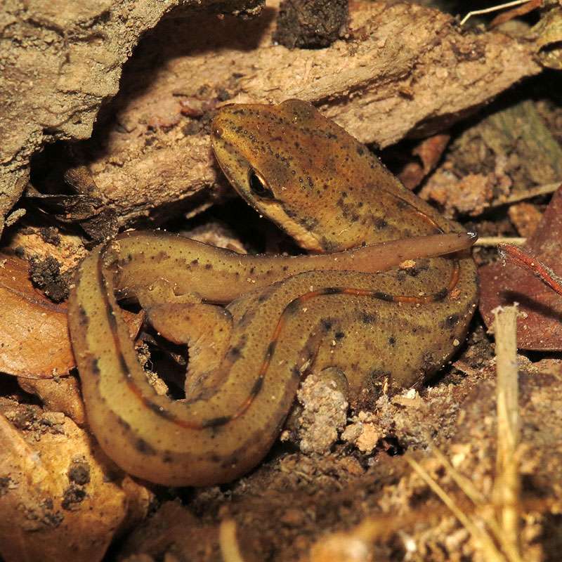 Teichmolch (Lissotriton vulgaris), (c) Gerwin Bärecke/NABU-naturgucker.de Teichmolch (Lissotriton vulgaris), (c) Gerwin Bärecke/NABU-naturgucker.de