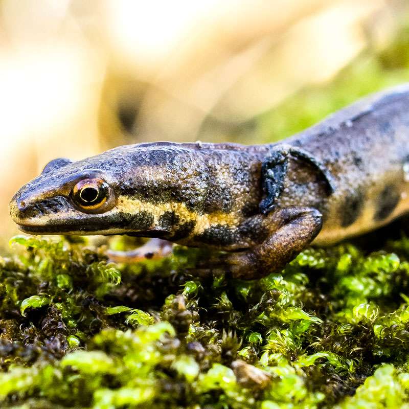 Teichmolch (Lissotriton vulgaris), (c) Kathy Büscher/NABU-naturgucker.de Teichmolch (Lissotriton vulgaris), (c) Kathy Büscher/NABU-naturgucker.de