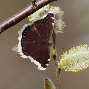 Trauermantel auf Weide, (c) Heike Springer/NABU-naturgucker.de