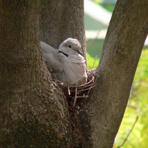 Türkentaube auf ihrem Nest, (c) Bernhard Schöner/NABU-naturgucker.de