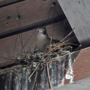 Türkentaube auf ihrem Nest an einem Gebäude, (c) Birgit Wichelmann-Werth/NABU-naturgucker.de