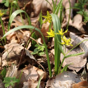 Wald-Gelbstern, (c) Doris Schmid/NABU-naturgucker.de