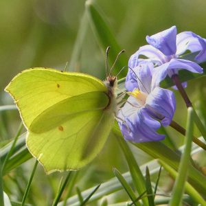 Zitronenfalter, (c) Armin Dreisbach/NABU-naturgucker.de