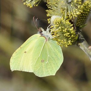 Zitronenfalter auf einer Weidenblüte, (c) Jann Wübbenhorst/NABU-naturgucker.de