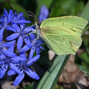 Zitronenfalter auf Zweiblättrigem Blaustern, (c) Petra Mai/NABU-naturgucker.de