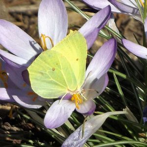 Zitronenfalter auf einem Krokus, (c) Udo Linders/NABU-naturgucker.de