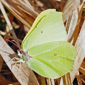 Zitronenfalter, (c) Werner Knoth/NABU-naturgucker.de