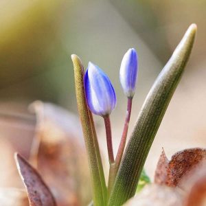 Knospender Zweiblättriger Blaustern, (c) Fred Wehner/NABU-naturgucker.de