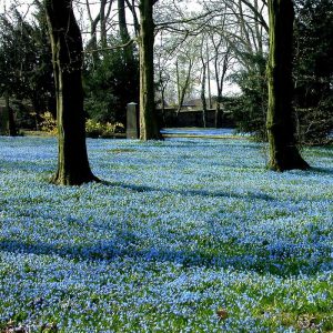 Zweiblättriger Blaustern, (c) Rainer Wolf-Fellner/NABU-naturgucker.de