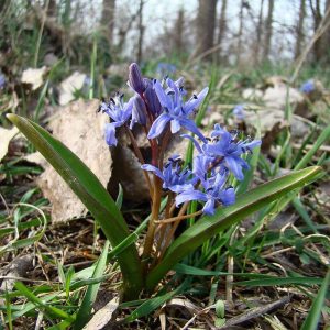 Zweiblättriger Blaustern, (c) Rainer Ziebarth/NABU-naturgucker.de