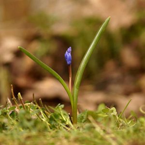 Zweiblättriger Blaustern, (c) Thorsten u.Wolfgang Klumb/NABU-naturgucker.de