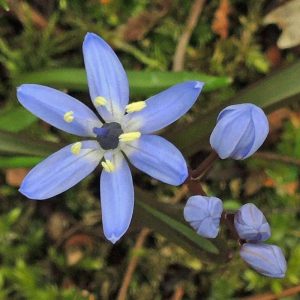 Zweiblättriger Blaustern, Variante mit weißen Staubbeuteln, (c) Wolfgang Katz/NABU-naturgucker.de