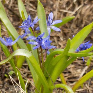 Zweiblättriger Blaustern, (c) Wolfgang Piepers/NABU-naturgucker.de