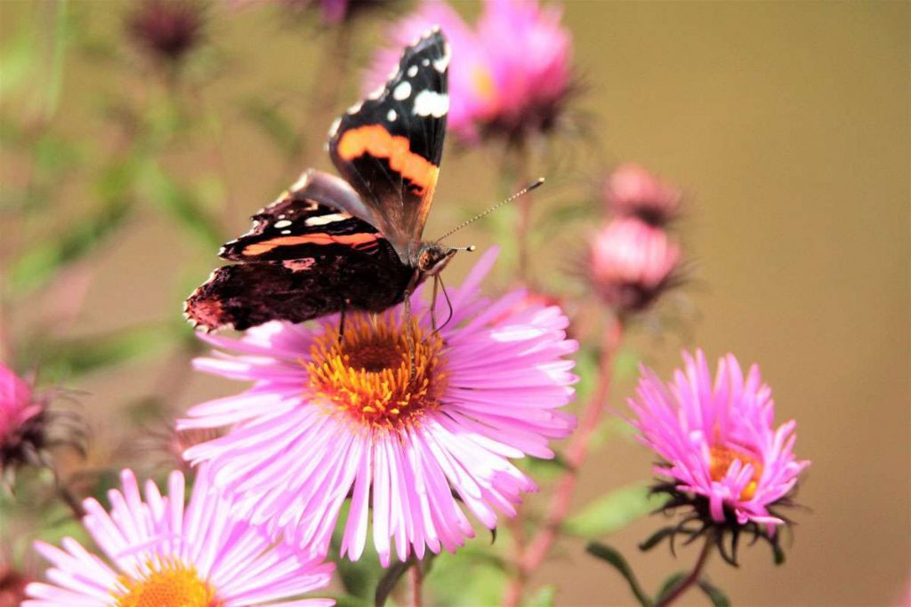 Das millionste hochgeladene Bild zeigt einen Admiral auf einer Aster, (c) Günther Pitschi/NABU-naturgucker.de