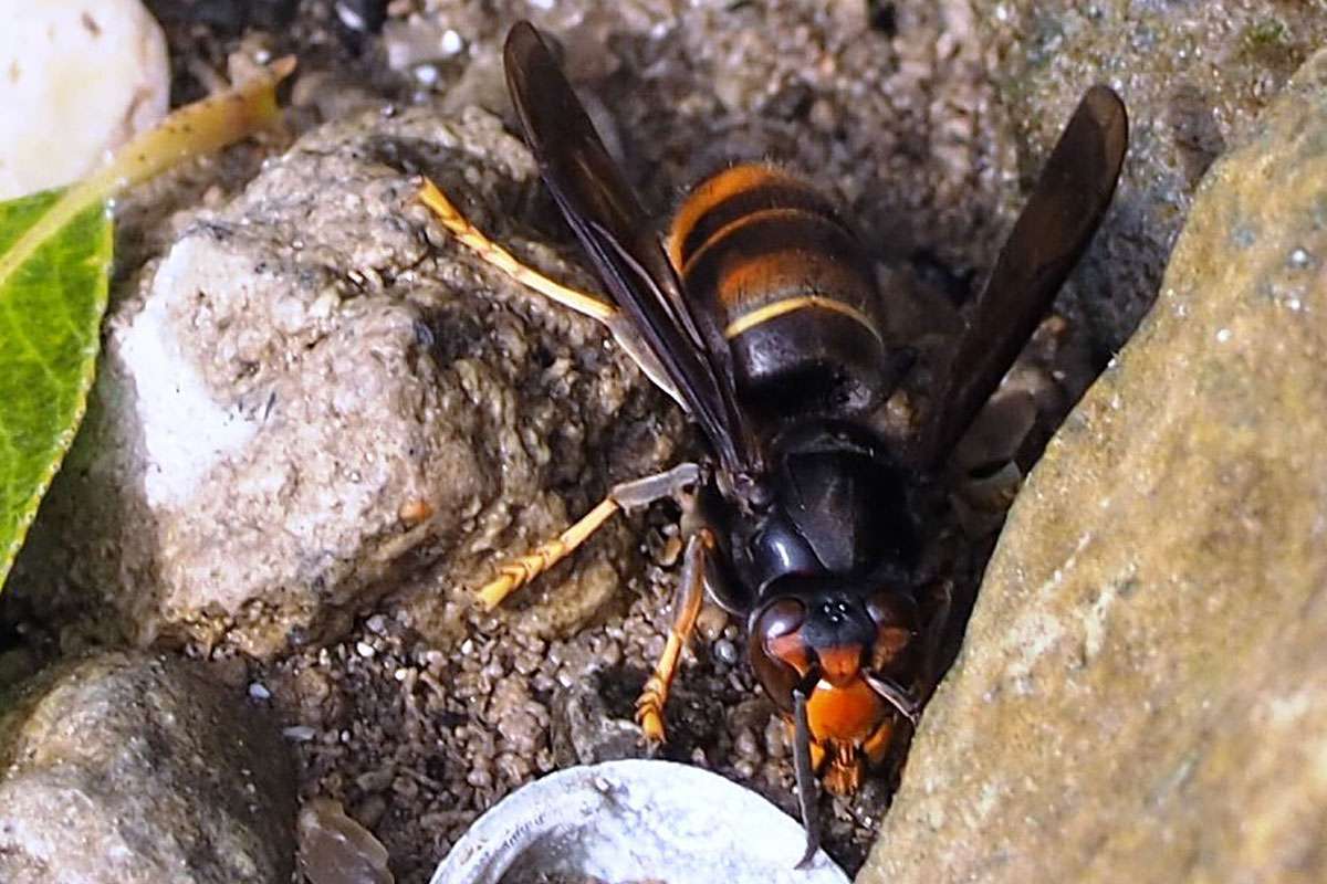 Asiatische Hornisse (Vespa velutina), Clemens Broich/NABU-naturgucker.de