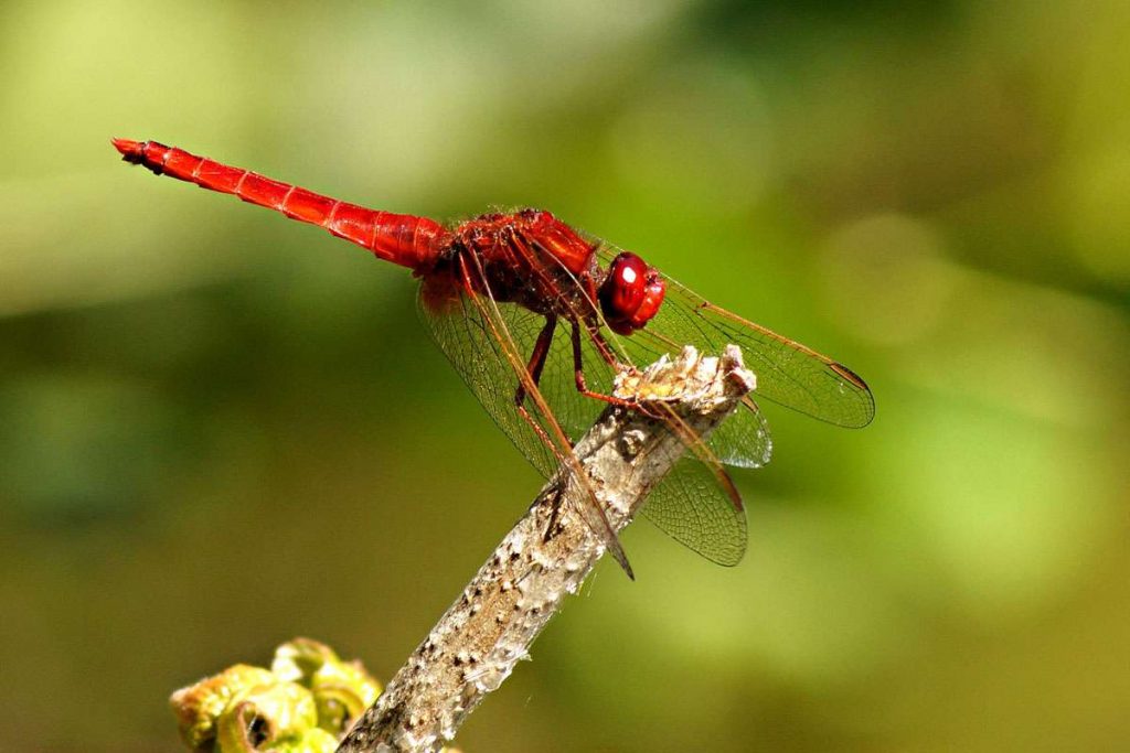 Feuerlibelle, (c) Thorsten u.Wolfgang Klumb/NABU-naturgucker.de