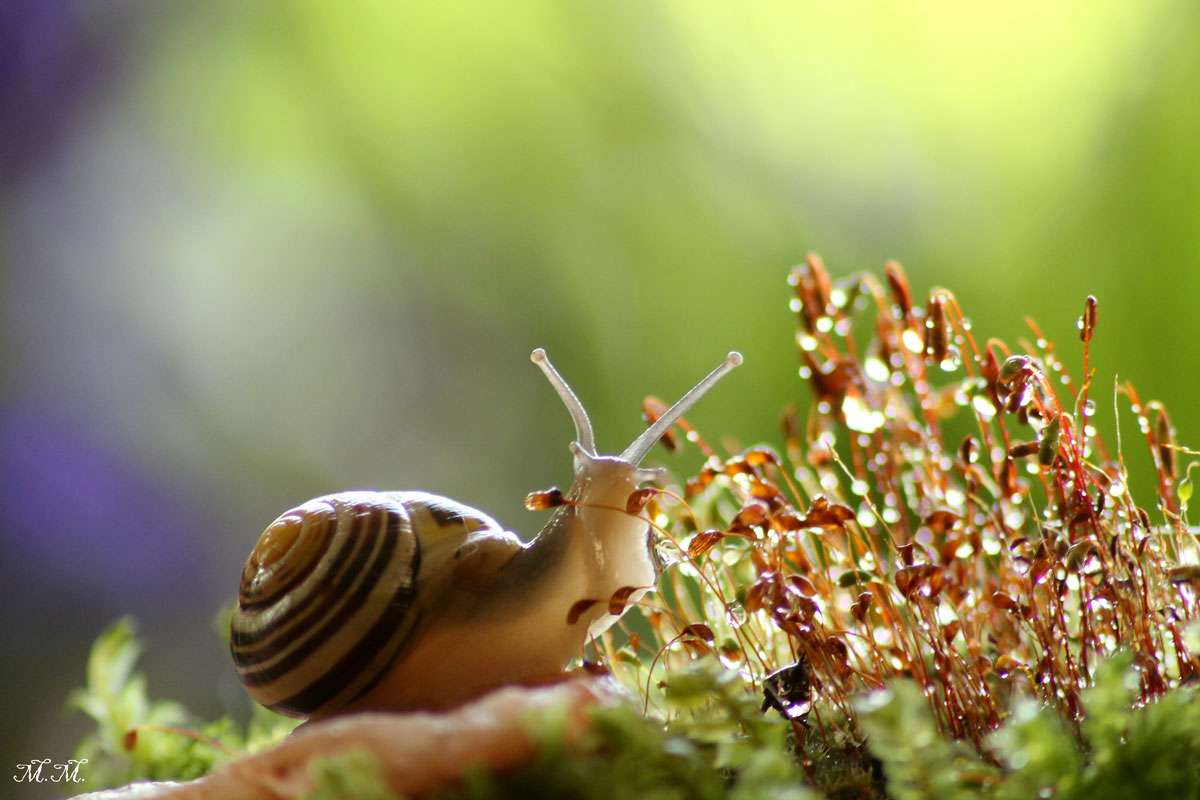 Hainschnirkelschnecke, (c) Martina Mechi/NABU-naturgucker.de