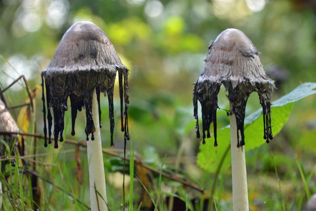 Schopf-Tintling, (c) Rolf Jantz/NABU-naturgucker.de