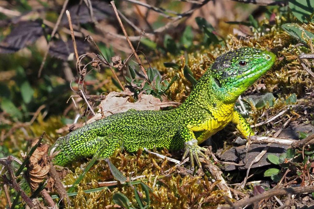 Westliche Smaragdeidechse, (c) Bernhard Konzen/NABU-naturgucker.de