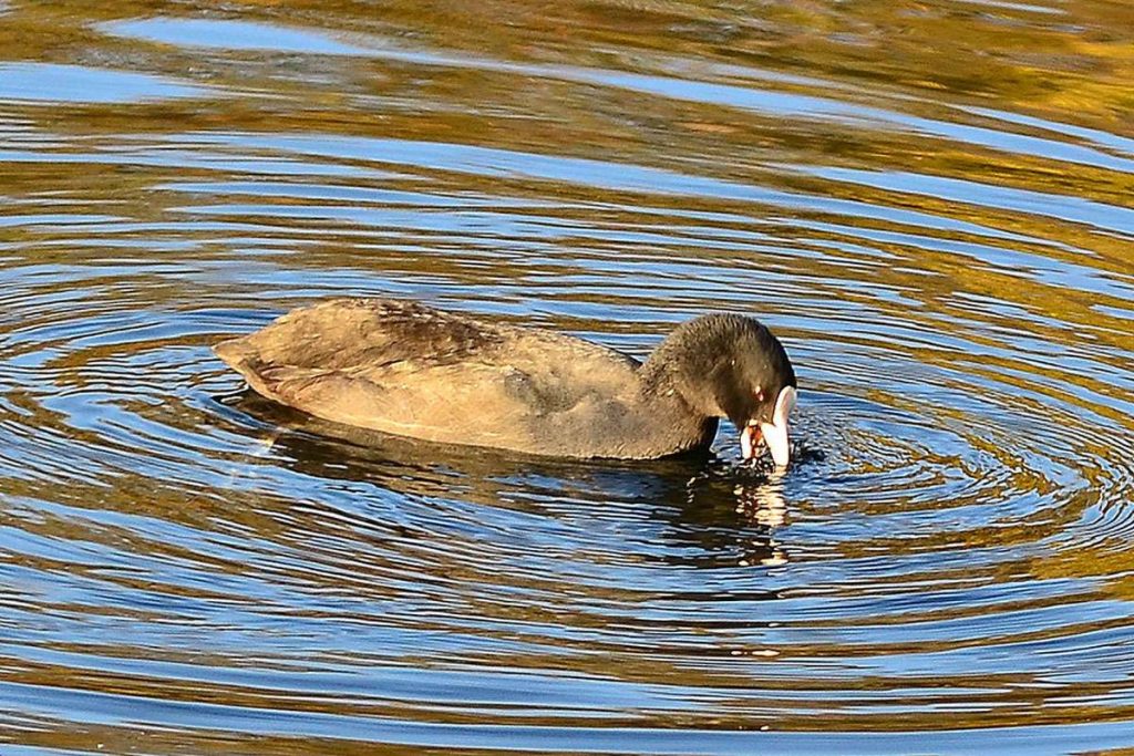 Das zweimillionste hochgeladene Bild zeigt ein Blässhuhn, (c) Helmut Lange/NABU-naturgucker.de