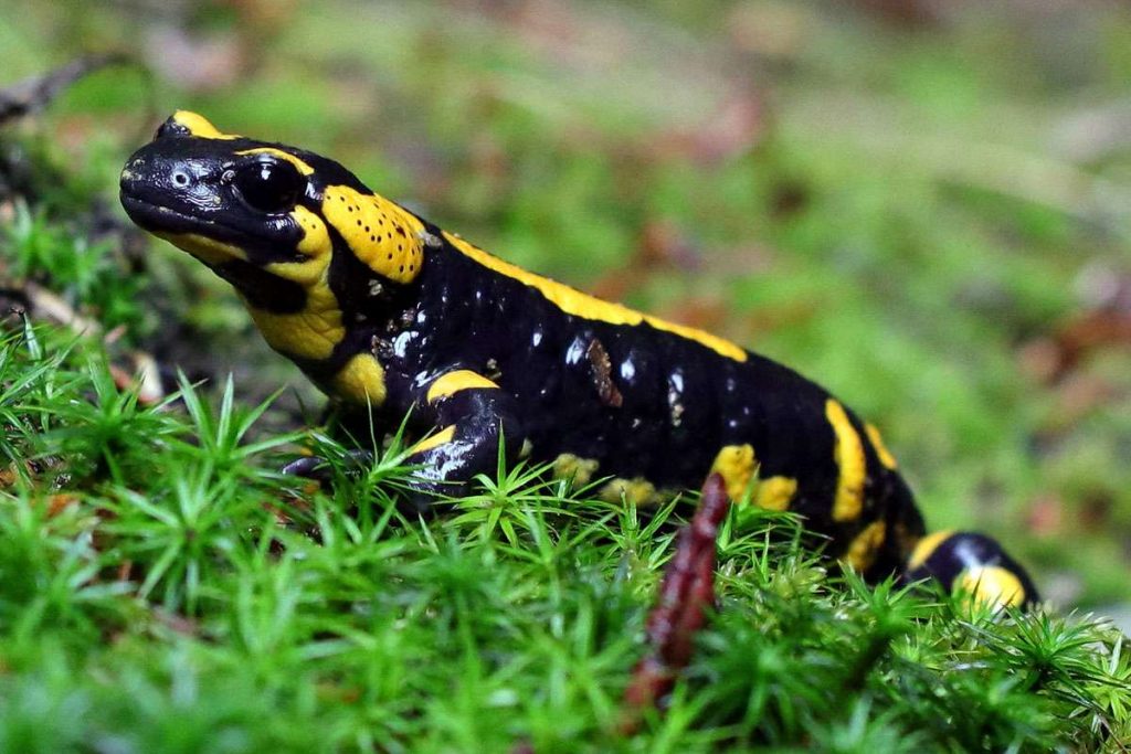 Durch Berührungen können Menschen Krankheiten auf Amphibien übertragen, (c) Jens Winter/NABU-naturgucker.de