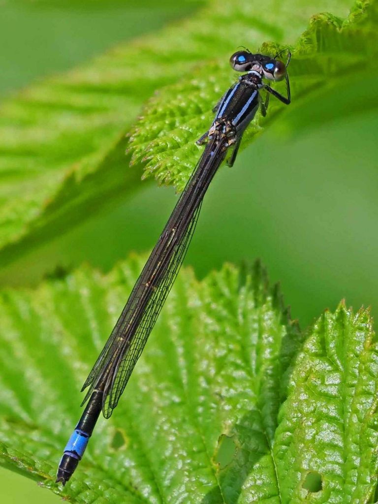 Große Pechlibelle (Ischnura elegans), (c) Bernhard Konzen/NABU-naturgucker.de