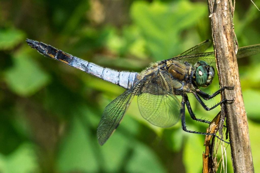 Großer Blaupfeil (Orthetrum cancellatum), (c) Istvan und Sabine Palfi/NABU-naturgucker.de