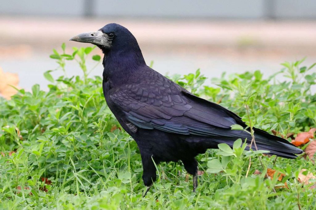 Saatkrähe (Corvus corone), (c) Jens Winter/NABU-naturgucker.de